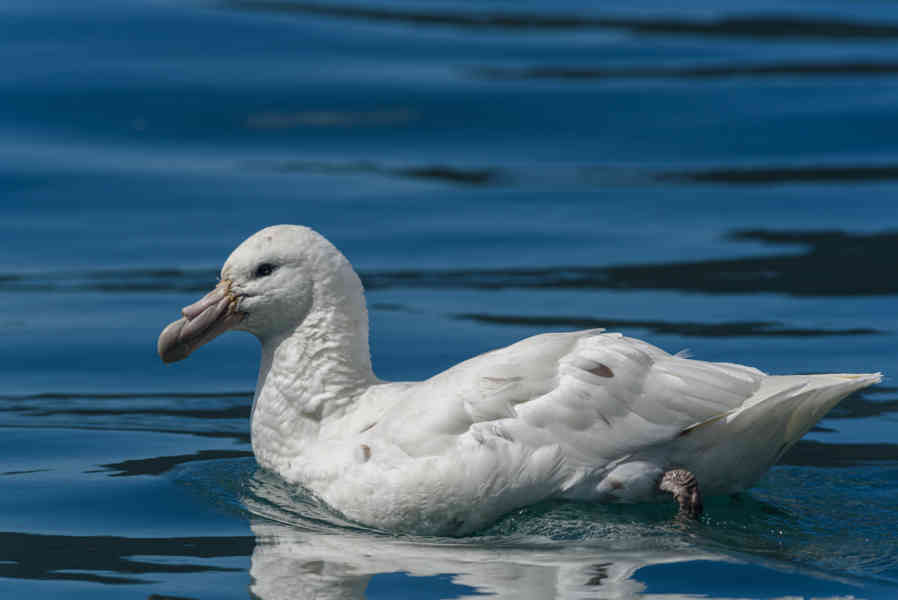 Albatros Real - islas Georgias del Sur 07.jpg